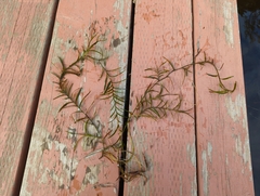 Potamogeton robbinsii