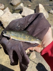 Salvelinus fontinalis