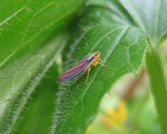 Graphocephala coccinea