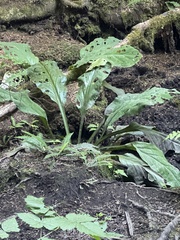 Lysichiton americanus