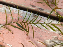 Potamogeton robbinsii