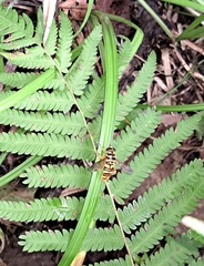 Milesia virginiensis