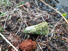 Aenetus virescens