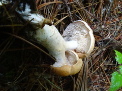 Hydnum umbilicatum