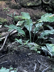 Lysichiton americanus