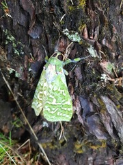 Aenetus virescens