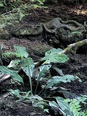 Lysichiton americanus