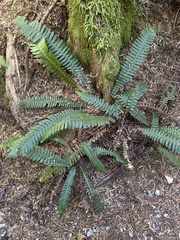 Struthiopteris spicant