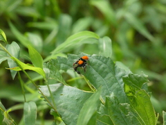 Phidippus whitmani