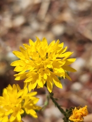 Lessingia glandulifera