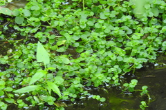 Chrysosplenium americanum