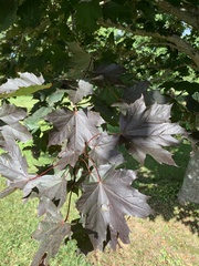 Acer platanoides