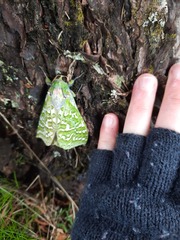 Aenetus virescens