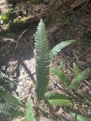 Struthiopteris spicant