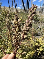 Pedicularis