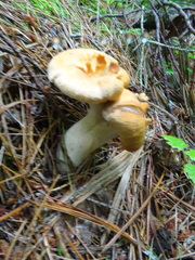 Hydnum umbilicatum