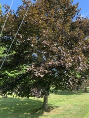 Acer platanoides