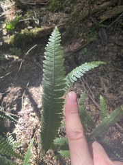 Struthiopteris spicant