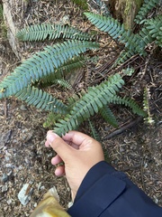 Struthiopteris spicant