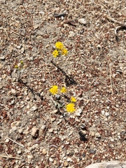 Lessingia glandulifera