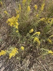 Solidago