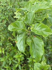 Premna serratifolia
