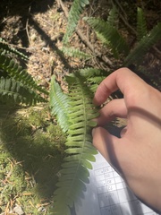 Struthiopteris spicant