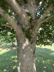 Acer platanoides