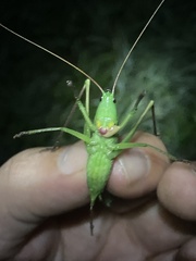 Neoconocephalus retusus