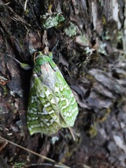 Aenetus virescens