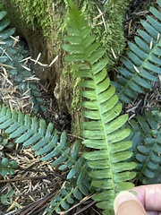Struthiopteris spicant