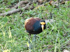 Jacana spinosa