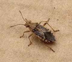 Arhyssus