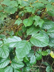 Gaultheria shallon