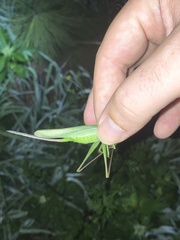 Neoconocephalus retusus