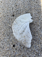 Dendraster excentricus