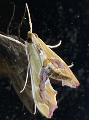 Agathodes monstralis