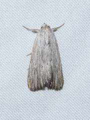 Catabena lineolata