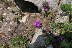 Sidalcea ranunculacea