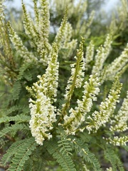 Eysenhardtia polystachya