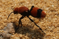 Dasymutilla occidentalis
