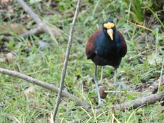 Jacana spinosa