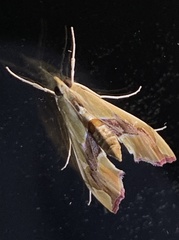 Agathodes monstralis