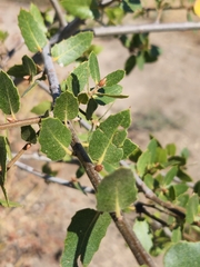 Quercus wislizeni