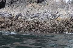 Haematopus bachmani