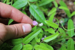 Strophostyles leiosperma