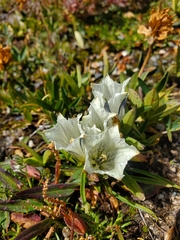 Gentiana algida
