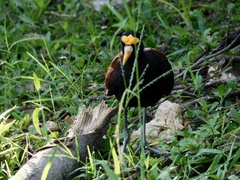 Jacana spinosa
