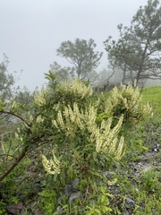 Eysenhardtia polystachya