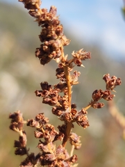 Adenostoma fasciculatum